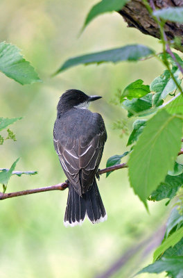 Eastern Kingbird