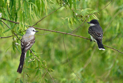 Scissor-tailed Flycatcher & Eastern Kingbird
