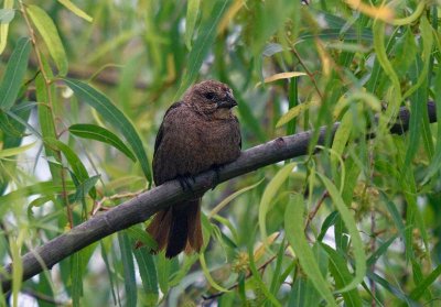 Brown-headed Cowbird