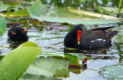 Common Gallinule with chick