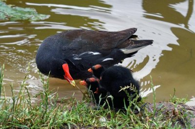 Common Gallinule and young
