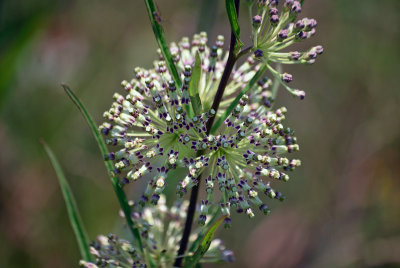 Longleaf Milkweed (Asclepias longifolia)