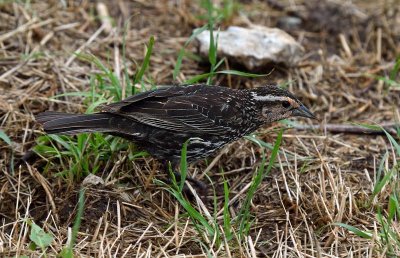 Red-winged Blackbird