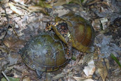 Three-Toed Box Turtles