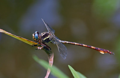 Two-striped Forceptail