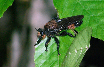 Laphria lata