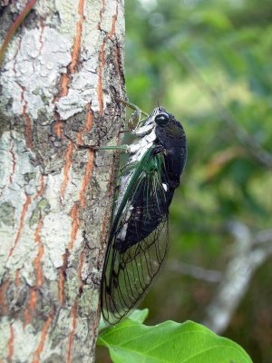 Swamp Cicada (Neotibicen tibicen tibicen)