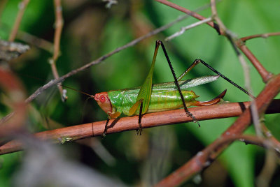 Black-legged Meadow Katydid (Orchelimum nigripes) 