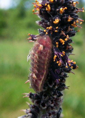 Hairstreak larvae on Amorpha fruiticosa.