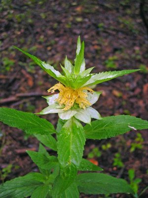 Spotted Beebalm (Monarda punctata)