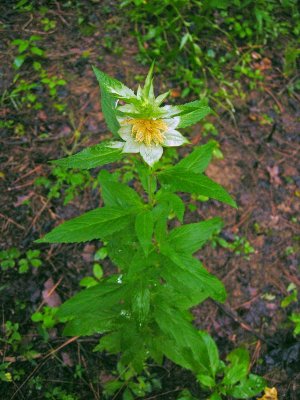 Spotted Beebalm (Monarda punctata)