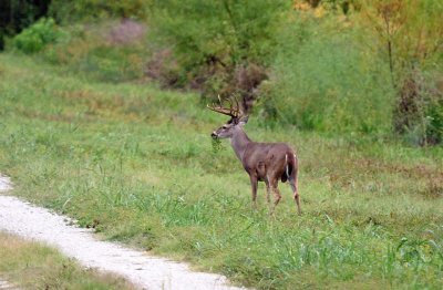 White-tailed Deer