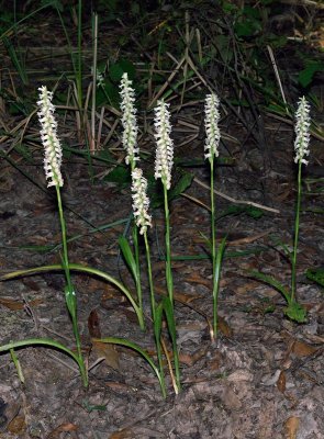 Fragrant Ladies Tresses (Spiranthes odorata)