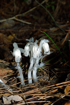 Indian Pipes