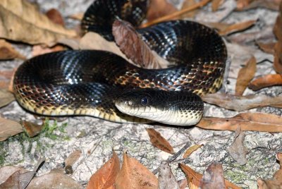 Western Black Ratsnake