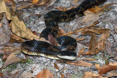 Western Black Ratsnake