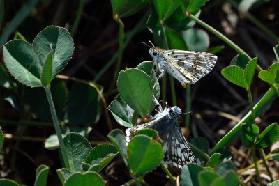 Checkered Skippers