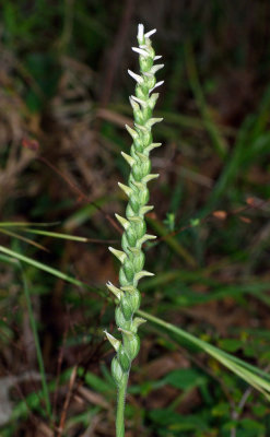 Spiranthes cernua (cleistogamous form)
