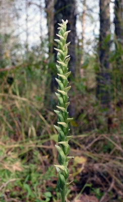 Spiranthes cernua (cleistogamous form)