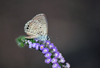 Ceraunus Blue