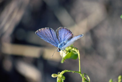 Ceraunus Blue