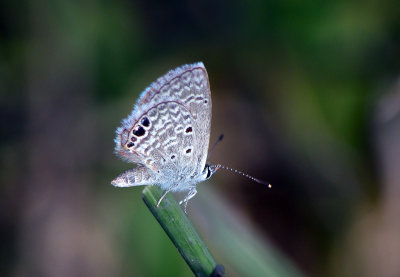 Ceraunus Blue