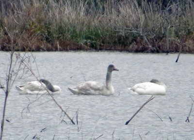 Tundra Swans - juveniles