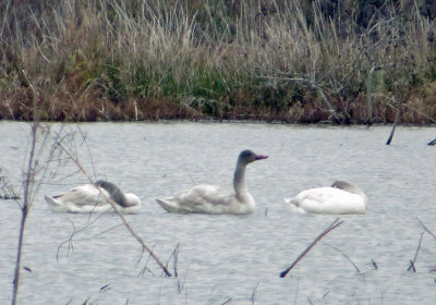 Tundra Swans - juveniles