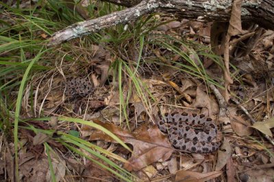 Western Pygmy Rattlesnakes