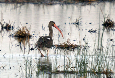 White Ibis