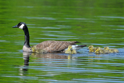 20130525_7702_3 Bernache du Canada.jpg