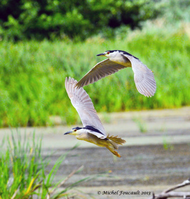 20130801 Bihoreaux Gris-Black Crowned Night Herons.jpg