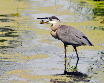 20130813 Grand Hron-Tall Blue Heron _8433_3.jpg