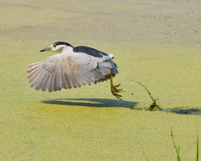 20130820 Bihoreau gris-Black crowned Night Heron _1280-4.jpg