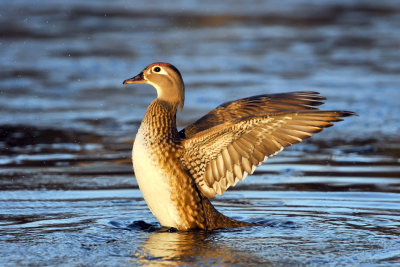 20131104 Canard branchu Wood duck femelle_0614-4.jpg