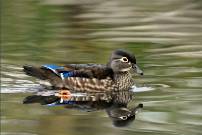 20131102 Canard branchu- Wood duck femelle_9261-3.jpg