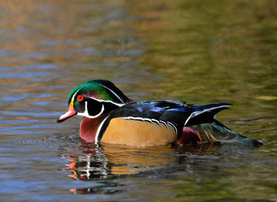 20131027 Canard branchu- Woodduck_7727-3.jpg