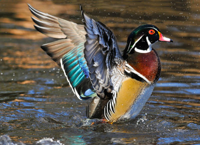 20131027 Canard Branchu- Wood duck _7898--2 jpg.jpg