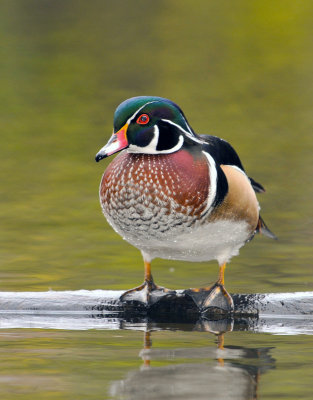 20131027 Canard branchu-Woodduck_6326-4.jpg