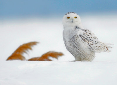 20140119 Harfang des Neiges-Snowy Owl _9922-4.jpg