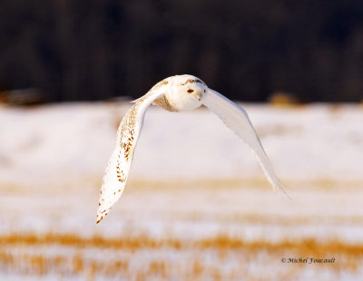 20140119 Harfang des Neiges-Snowy Owl _0164-4.jpg