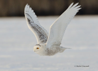 20140127 Harfang des Neiges-Snowy Owl _1001-4.jpg