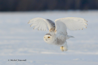 20140127 Harfang des Neiges- Snowy-Owl_0991-4.jpg