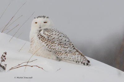 20140130 Harfang des Neiges-Snowy Owl_1616-3.jpg