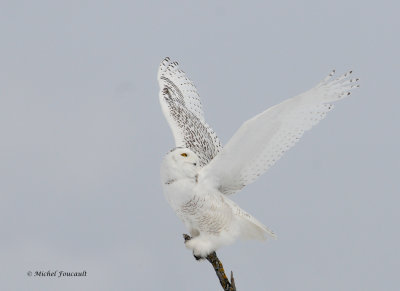 20140131 Harfang des Neiges-Snowy Owl l _2506-4.jpg