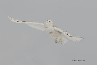 20140131 Harfang des Neiges- Snowy Owl  _2508-4.jpg