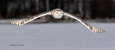 20140224 Harfang des Neiges - Snowy Owl _6203-5.jpg