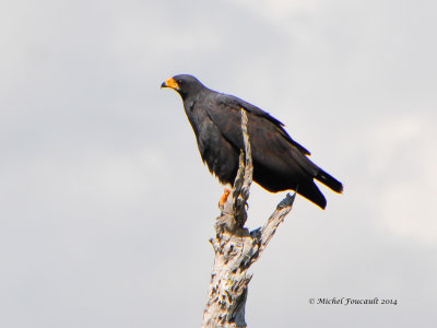 20140215  Buse Noire- Common black Hawk  _4299_4.jpg