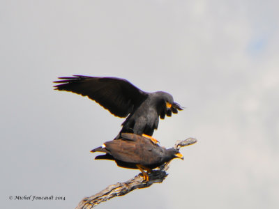 20140215  Buses Noires - Common Black Hawk  _4312-4.jpg