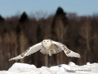 20140310 Harfang des Neiges -Snowy Owl _9243-3.jpg